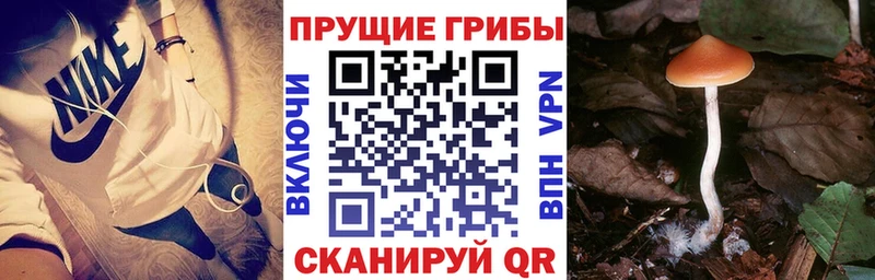Галлюциногенные грибы GOLDEN TEACHER  мега зеркало  Терек  где продают наркотики 